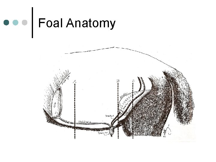 Foal Anatomy 