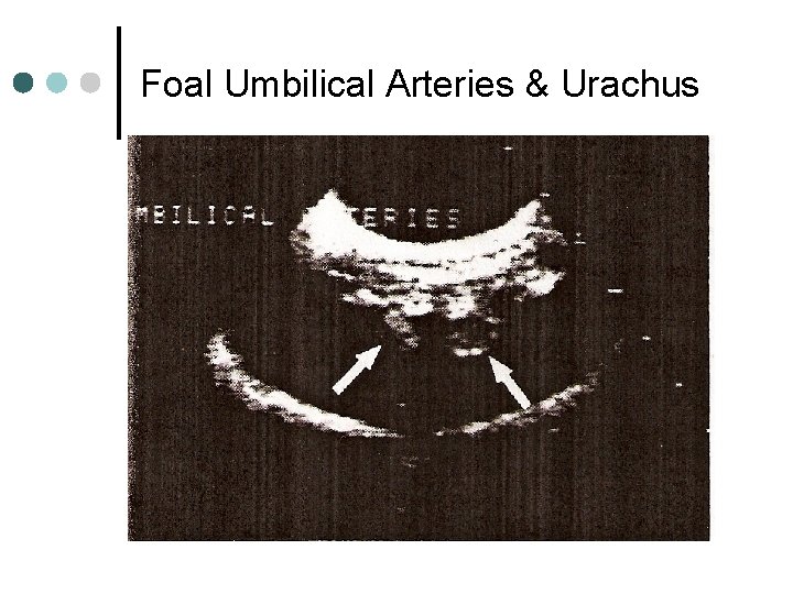 Foal Umbilical Arteries & Urachus 