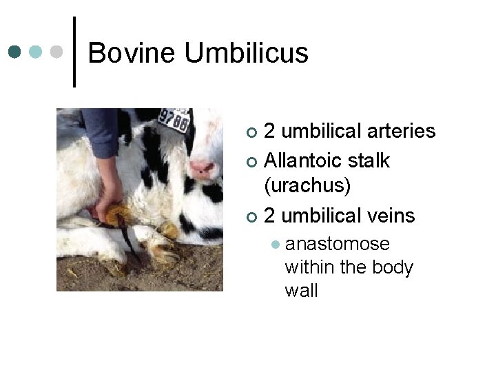 Bovine Umbilicus 2 umbilical arteries ¢ Allantoic stalk (urachus) ¢ 2 umbilical veins ¢