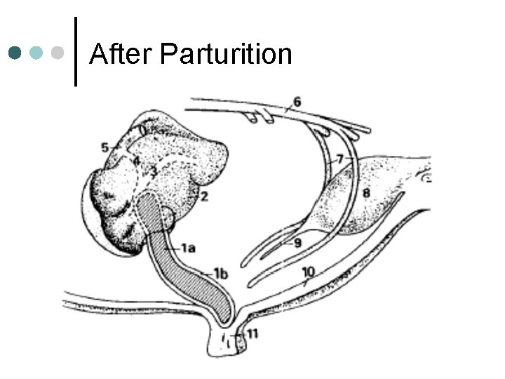 After Parturition 