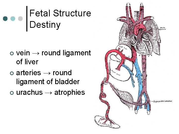 Fetal Structure Destiny vein → round ligament of liver ¢ arteries → round ligament