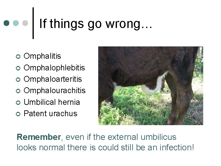 If things go wrong… ¢ ¢ ¢ Omphalitis Omphalophlebitis Omphaloarteritis Omphalourachitis Umbilical hernia Patent