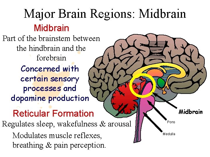 Major Brain Regions: Midbrain Part of the brainstem between the hindbrain and the forebrain