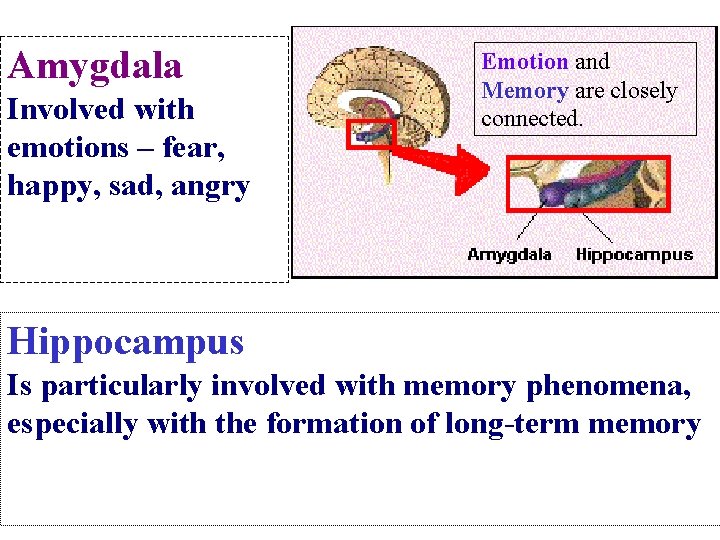 Amygdala Involved with emotions – fear, happy, sad, angry Emotion and Memory are closely