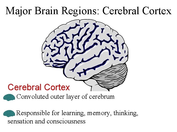 Major Brain Regions: Cerebral Cortex Convoluted outer layer of cerebrum Responsible for learning, memory,