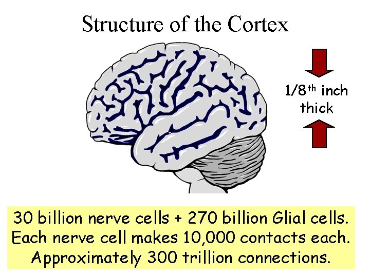 Structure of the Cortex 1/8 th inch thick 30 billion nerve cells + 270