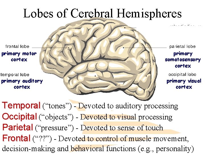 Lobes of Cerebral Hemispheres primary motor cortex primary auditory cortex primary somatosensory cortex primary