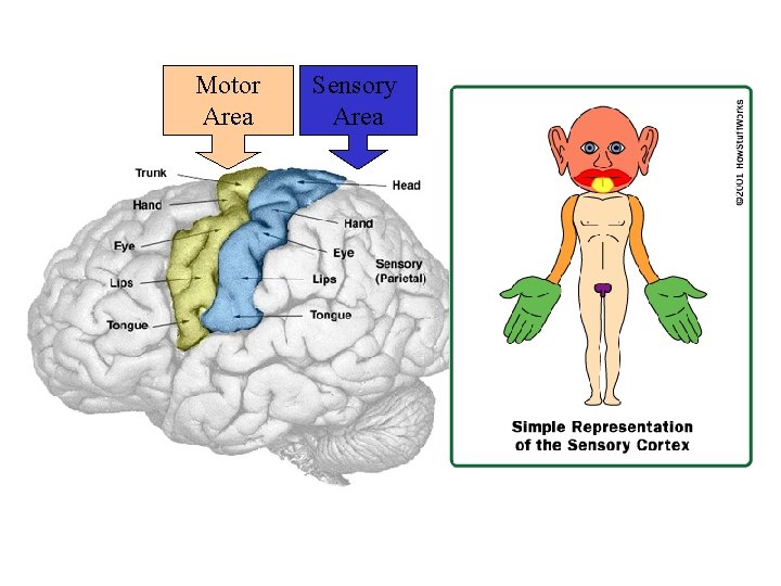 Motor Area Sensory Area 
