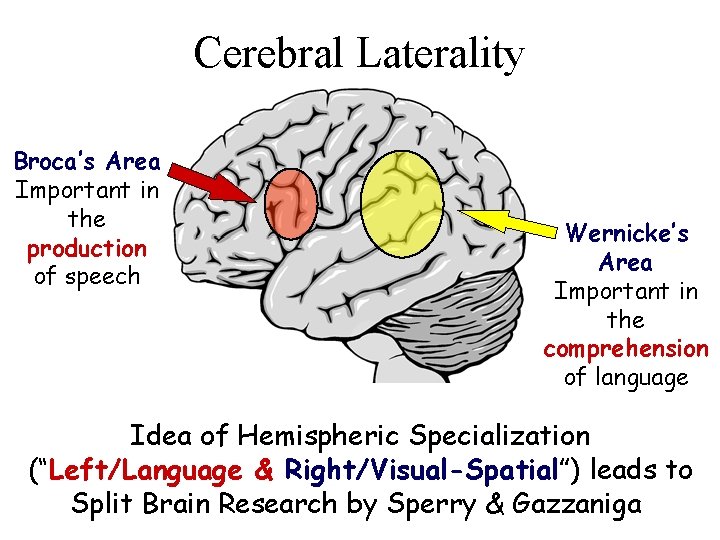 Cerebral Laterality Broca’s Area Important in the production of speech Wernicke’s Area Important in