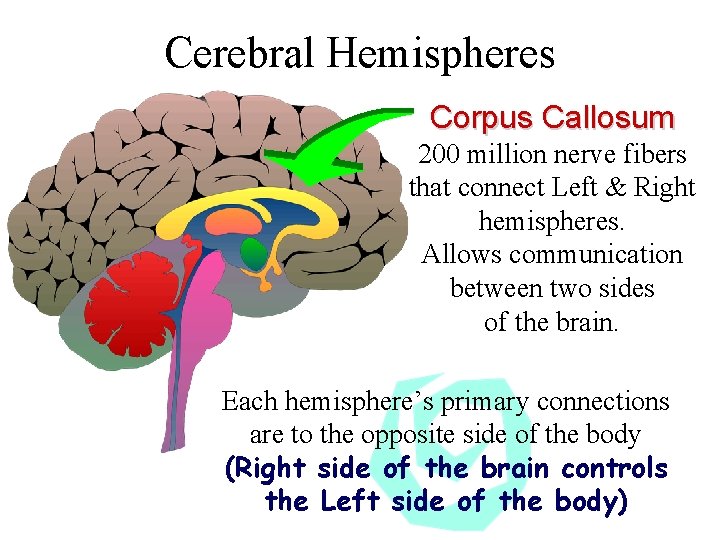 Cerebral Hemispheres Corpus Callosum 200 million nerve fibers that connect Left & Right hemispheres.