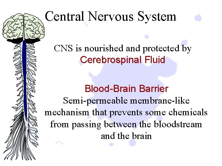 Central Nervous System CNS is nourished and protected by Cerebrospinal Fluid Blood-Brain Barrier Semi-permeable