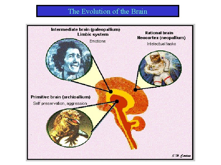 The Evolution of the Brain 