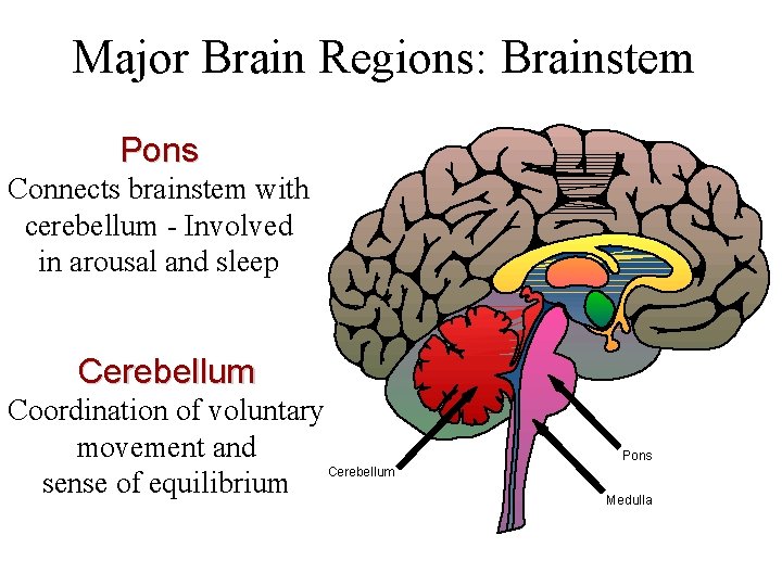Major Brain Regions: Brainstem Pons Connects brainstem with cerebellum - Involved in arousal and