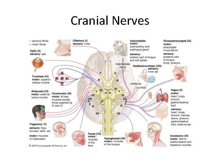 Cranial Nerves 