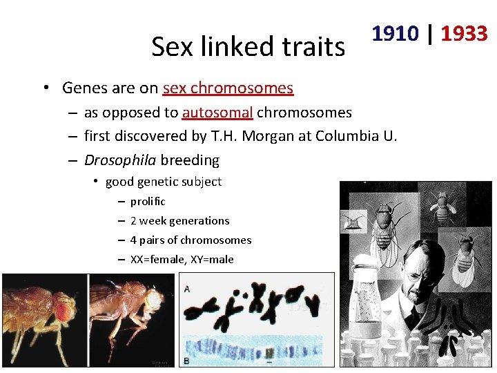 Sex linked traits 1910 | 1933 • Genes are on sex chromosomes – as