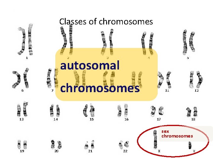 Classes of chromosomes autosomal chromosomes sex chromosomes 