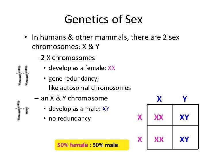 Genetics of Sex • In humans & other mammals, there are 2 sex chromosomes: