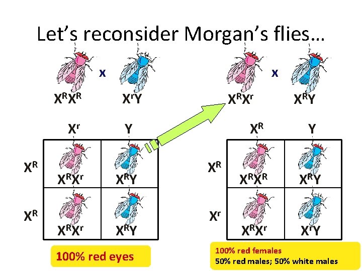 Let’s reconsider Morgan’s flies… x XRXR Xr XR XR XRXr x X r. Y