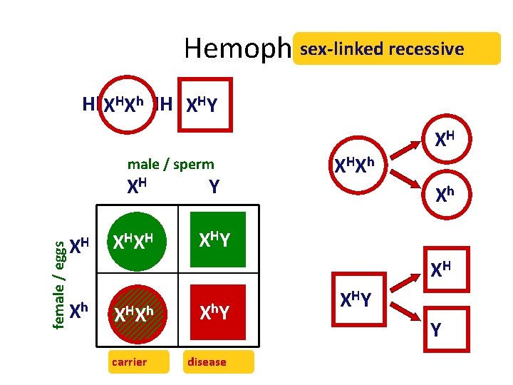 sex-linked recessive Hemophilia Hh. XHx. Xh HH XHY XH female / eggs male /