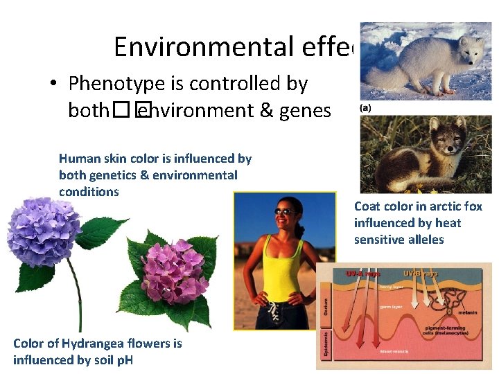 Environmental effects • Phenotype is controlled by both�� environment & genes Human skin color