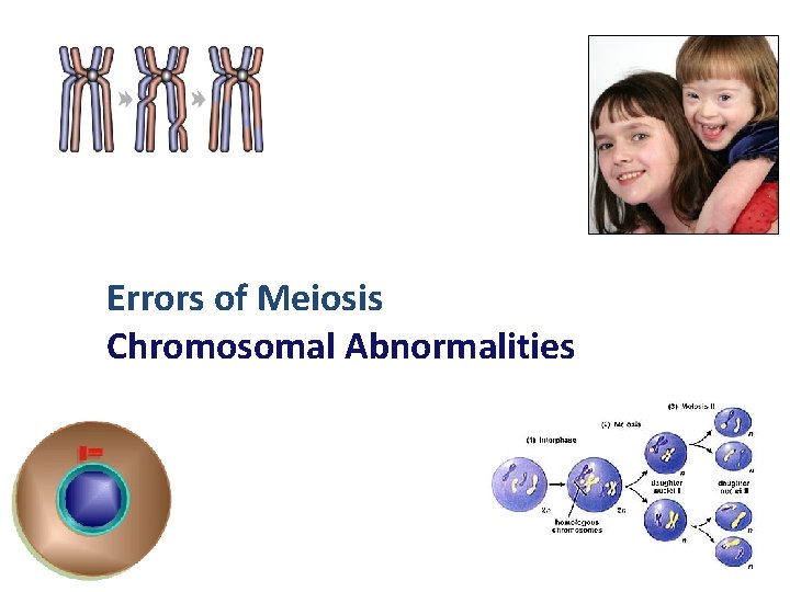 Errors of Meiosis Chromosomal Abnormalities 2006 -2007 