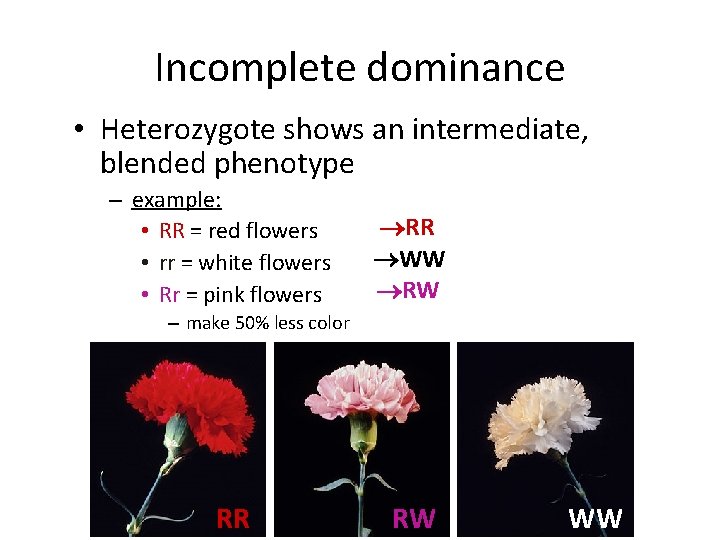 Incomplete dominance • Heterozygote shows an intermediate, blended phenotype – example: • RR =