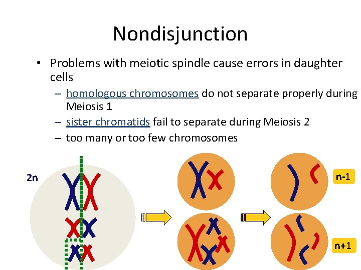 Nondisjunction • Problems with meiotic spindle cause errors in daughter cells – homologous chromosomes