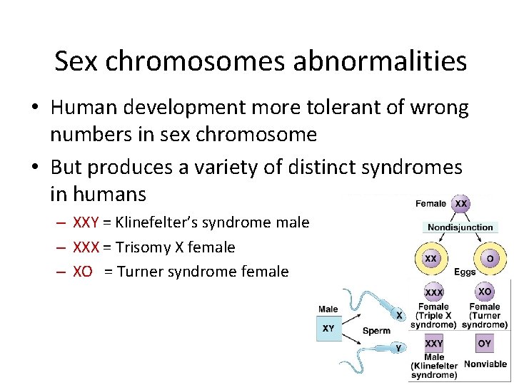 Sex chromosomes abnormalities • Human development more tolerant of wrong numbers in sex chromosome