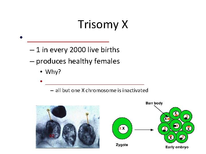 Trisomy X • _________ – 1 in every 2000 live births – produces healthy