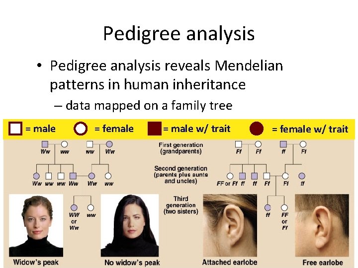 Pedigree analysis • Pedigree analysis reveals Mendelian patterns in human inheritance – data mapped