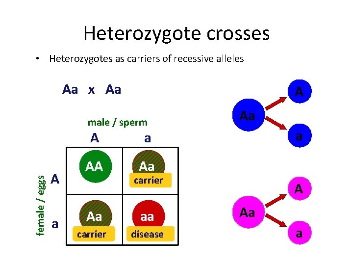 Heterozygote crosses • Heterozygotes as carriers of recessive alleles Aa x Aa A female