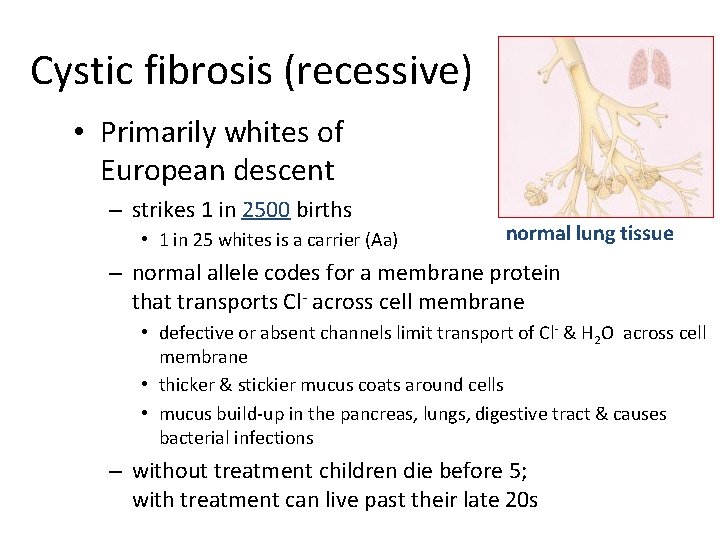 Cystic fibrosis (recessive) • Primarily whites of European descent – strikes 1 in 2500