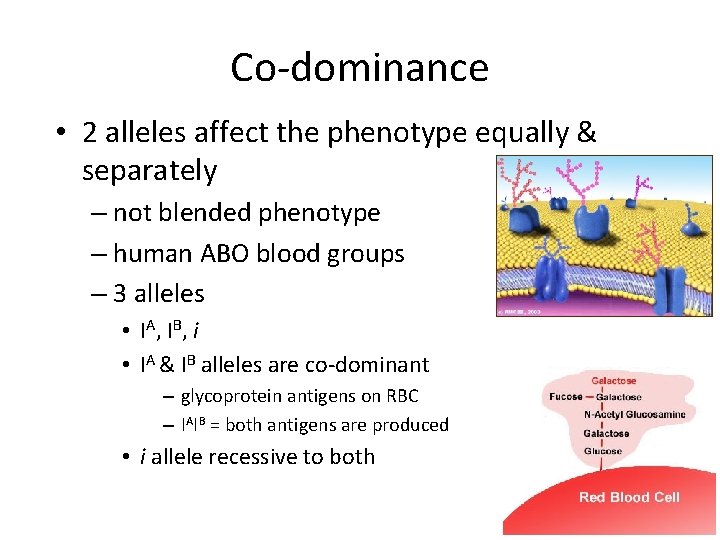 Co-dominance • 2 alleles affect the phenotype equally & separately – not blended phenotype