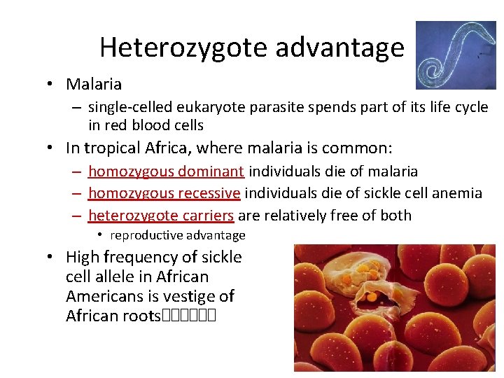 Heterozygote advantage • Malaria – single-celled eukaryote parasite spends part of its life cycle