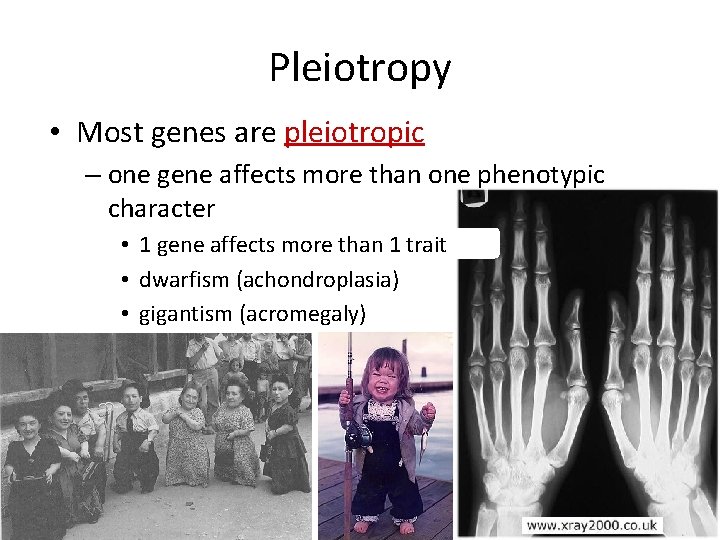 Pleiotropy • Most genes are pleiotropic – one gene affects more than one phenotypic