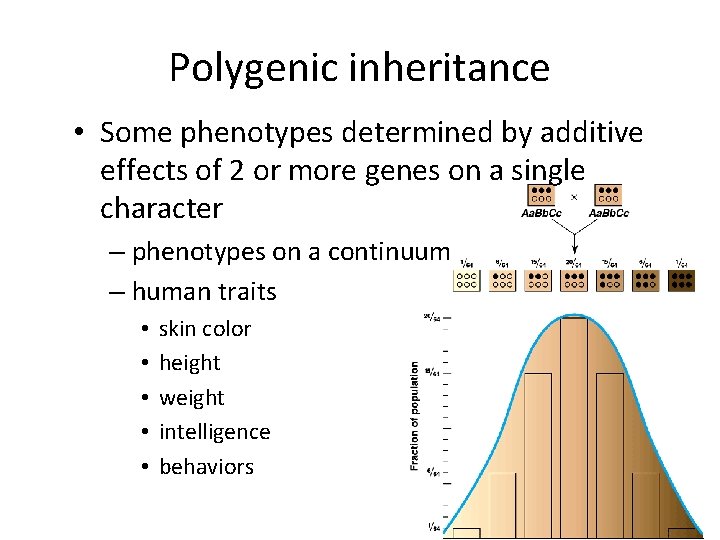 Polygenic inheritance • Some phenotypes determined by additive effects of 2 or more genes