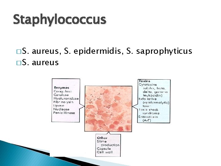 Staphylococcus � S. aureus, S. epidermidis, S. saprophyticus � S. aureus 