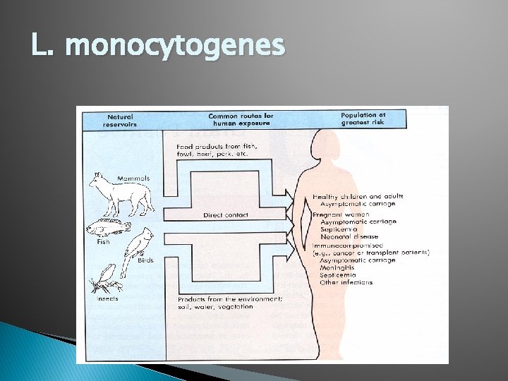 L. monocytogenes 