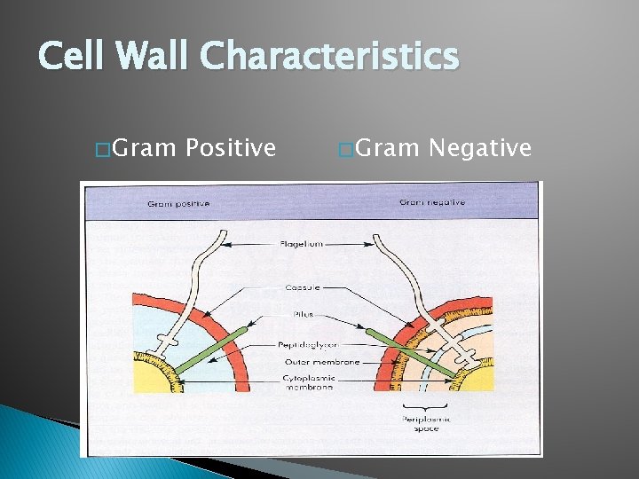 Cell Wall Characteristics � Gram Positive � Gram Negative 