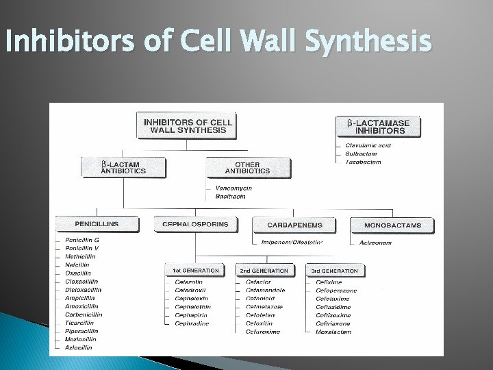 Inhibitors of Cell Wall Synthesis 