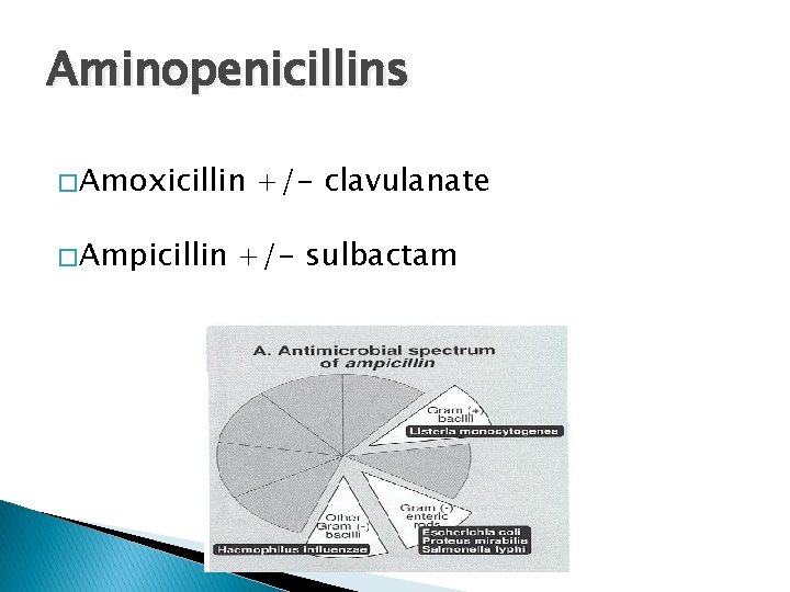 Aminopenicillins � Amoxicillin � Ampicillin +/- clavulanate +/- sulbactam 