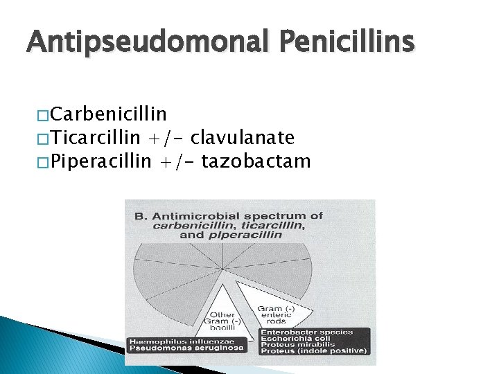 Antipseudomonal Penicillins � Carbenicillin � Ticarcillin +/- clavulanate � Piperacillin +/- tazobactam 