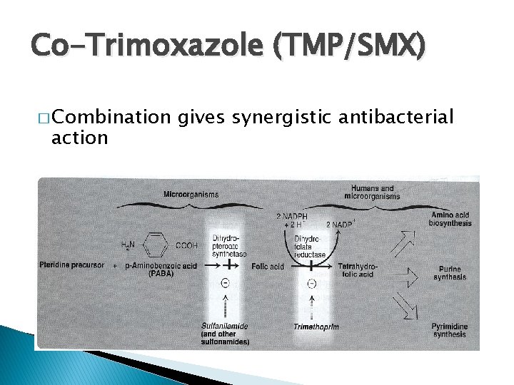 Co-Trimoxazole (TMP/SMX) � Combination action gives synergistic antibacterial 