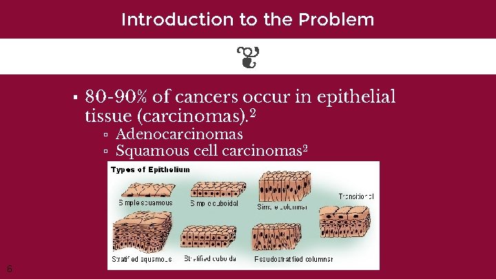 Introduction to the Problem ▪ 80 -90% of cancers occur in epithelial tissue (carcinomas).