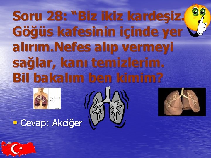 Soru 28: “Biz ikiz kardeşiz. Göğüs kafesinin içinde yer alırım. Nefes alıp vermeyi sağlar,