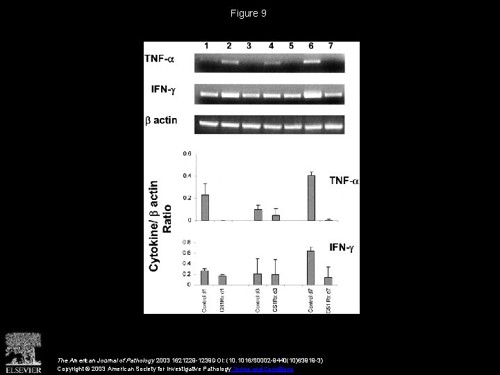 Figure 9 The American Journal of Pathology 2003 1621229 -1239 DOI: (10. 1016/S 0002