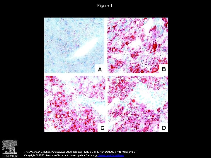 Figure 1 The American Journal of Pathology 2003 1621229 -1239 DOI: (10. 1016/S 0002