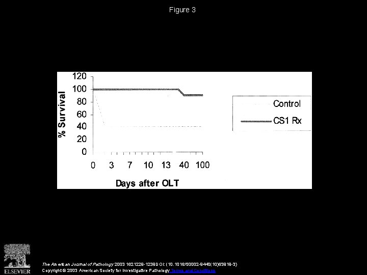 Figure 3 The American Journal of Pathology 2003 1621229 -1239 DOI: (10. 1016/S 0002