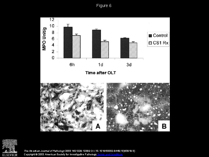 Figure 6 The American Journal of Pathology 2003 1621229 -1239 DOI: (10. 1016/S 0002