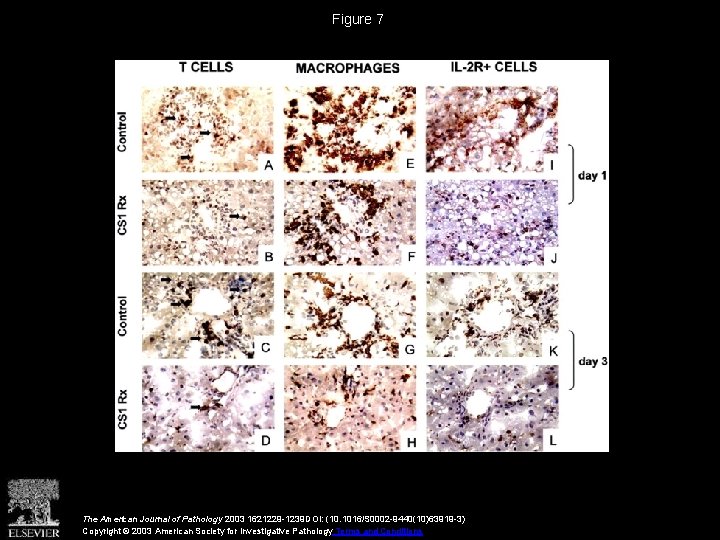 Figure 7 The American Journal of Pathology 2003 1621229 -1239 DOI: (10. 1016/S 0002